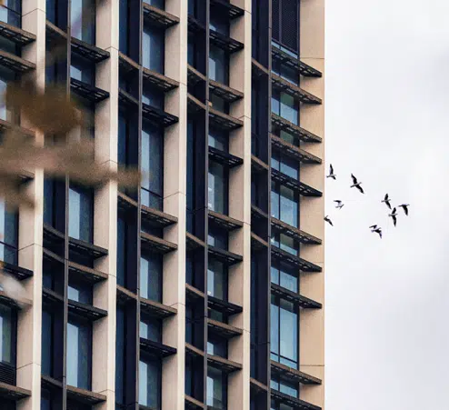 Spiritual Meaning of Birds Flying Into Windows