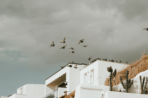 flock of birds fly inside home