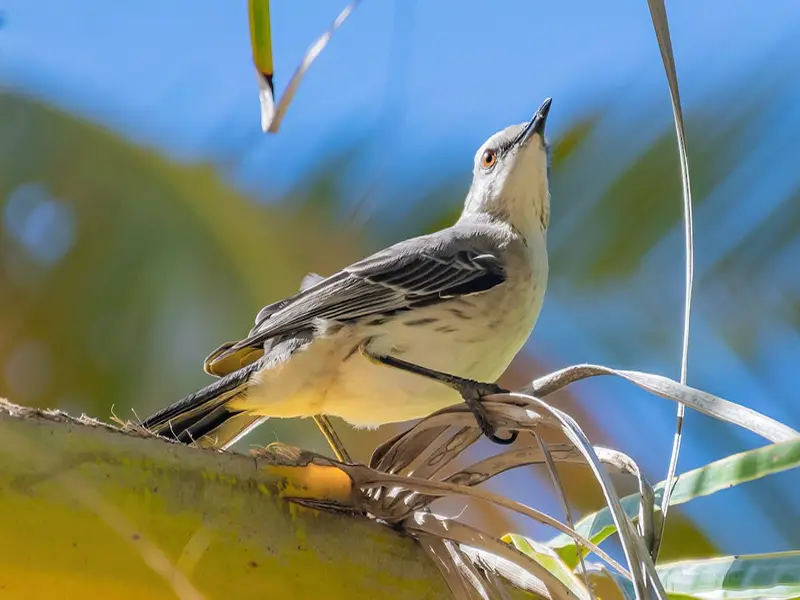 7 Mockingbird Spiritual Meanings And Symbolism