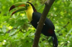 Toucan Symbolism Meaning: Spirit Animal, Totem, And Tattoo - Faith3